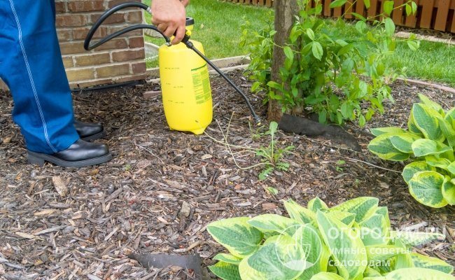 Kaedah kimia kawalan rumpai di kebun sayur, kebun, bunga atau rumput mesti digunakan dengan sangat berhati-hati dan berhati-hati.