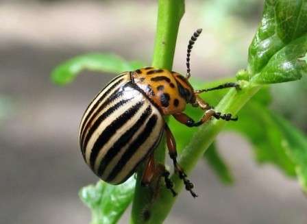 Chemicals. An excellent remedy for Colorado potato beetles is chemical preparations. But they have one significant drawback - chemicals can harm human health if you do not follow the precautions.