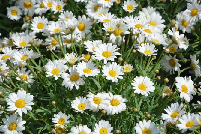 chemical composition of chamomile