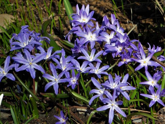 Chionodoxa blommar liknar hyacint
