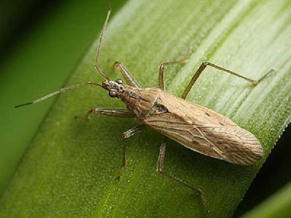 Bug pemangsa genus Orius foto