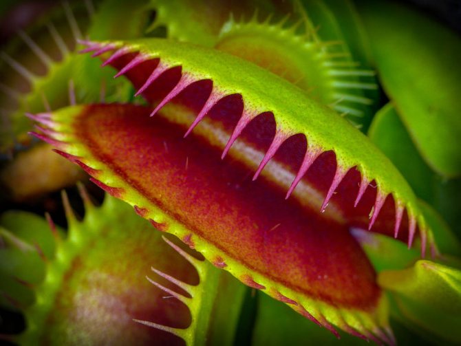 نباتات آكلة اللحوم - وحش غريب بين النباتات