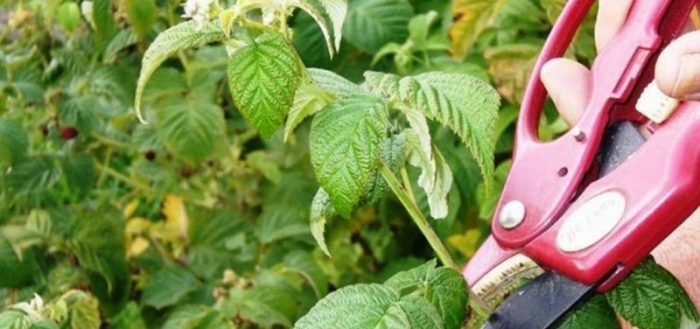Tricks of harvesting green raspberry cuttings