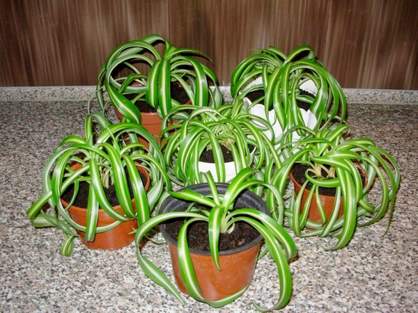 kudrnaté chlorophytum
