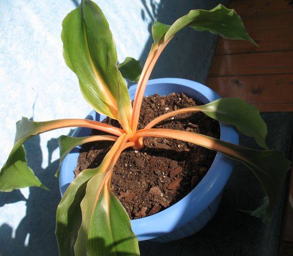 chlorophytum oranžová