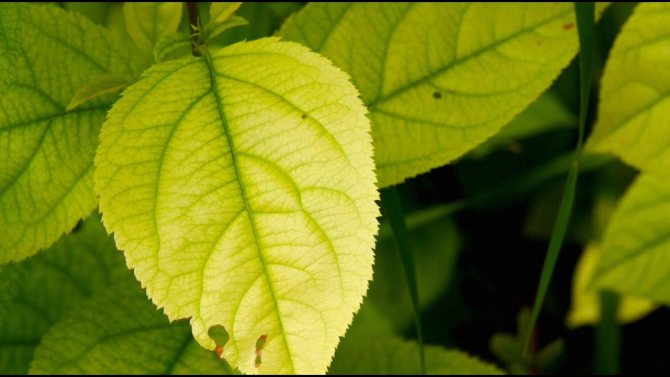 Chlorosis of leaves - treatment and prevention