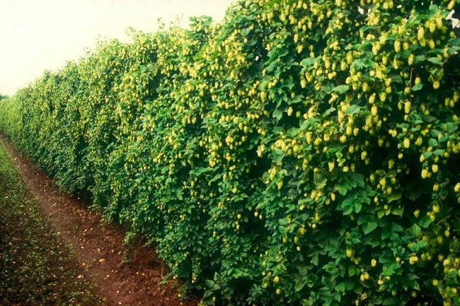 Common hops sprouting on walls