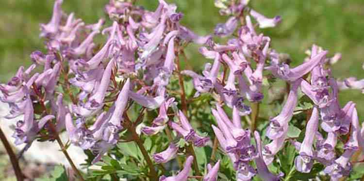 Corydalis how to collect and procure raw materials