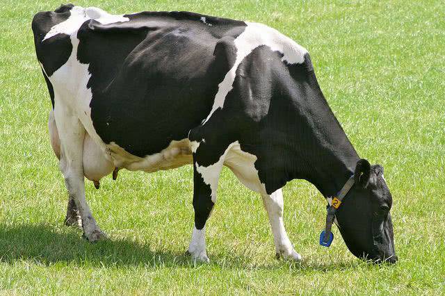 Kholmogory cow