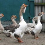 Kholmogory geese