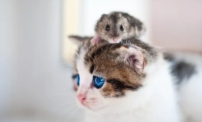 Hamster and cat
