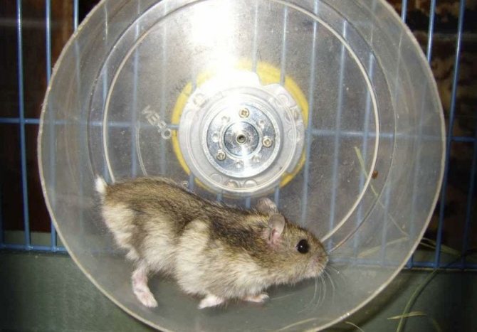 Ang mga hamsters ay nangangailangan ng isang warm-up wheel