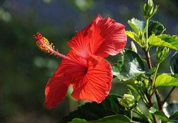 Good hibiscus seeds sprout quickly