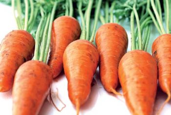 Recoltă bună de morcovi