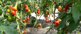 En bra skörd av tomater efter korrekt förberedelse av växthuset för vintern