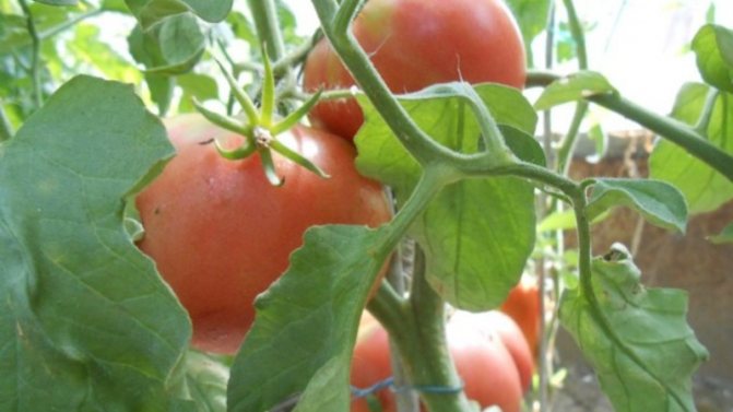 '' Ett bra val även för nybörjare trädgårdsmästare - tomat