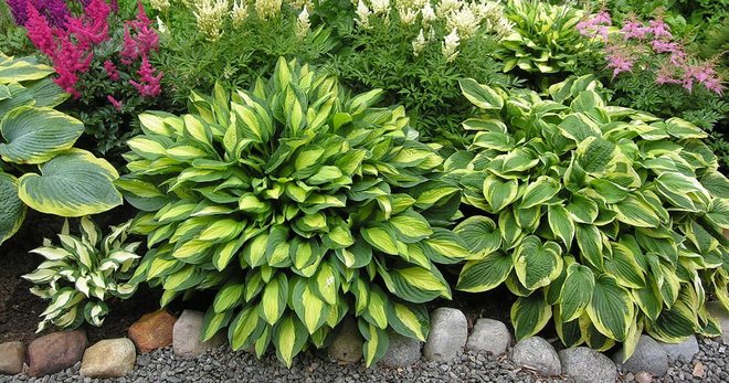 Hosta - planting and care in the open field, cultivation features