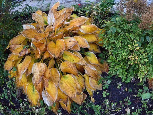 Hosta after flowering
