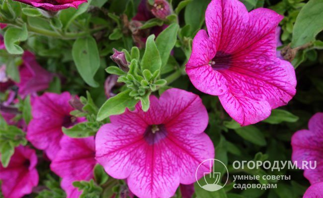 Горещо розово (Surfinia Hot Pink) - има големи цветя с яркорозов цвят с изразени пурпурни вени, преминаващи от гърлото до вълнообразния ръб на цветето