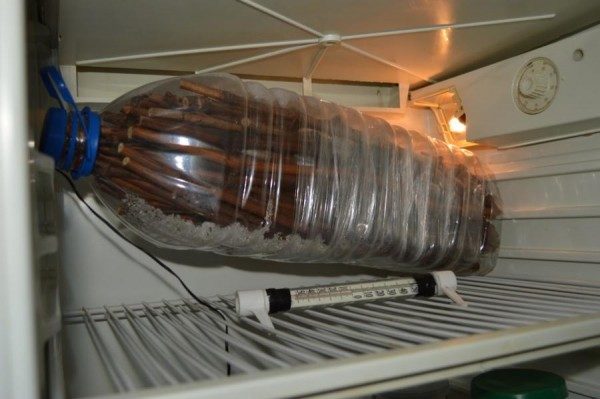 تخزين قصاصات العنب في الثلاجة