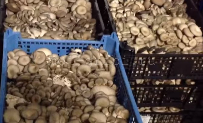 stockage des champignons dans des boîtes