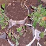 skladování chryzantém v zimě - každá odrůda chryzantém v suterénu ve vlastním kbelíku