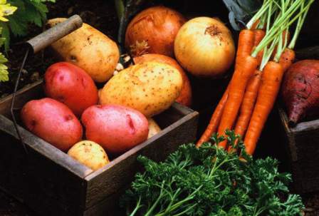 storage of potatoes and carrots