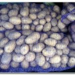 lagring av colombo-potatis
