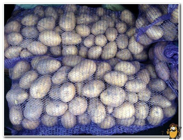 lagring av colombo-potatis