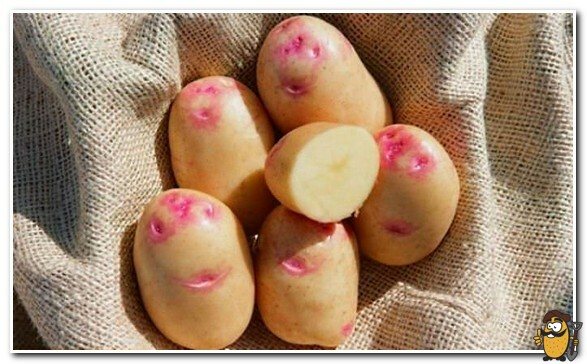 storing picasso potatoes