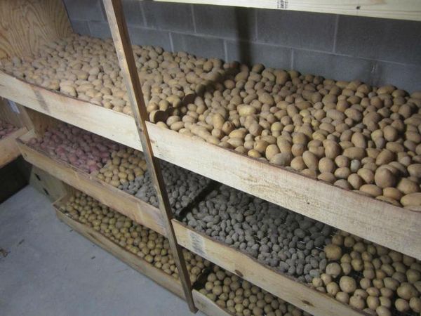 Storing potatoes in the basement