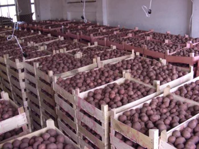 تخزين البطاطس في القبو