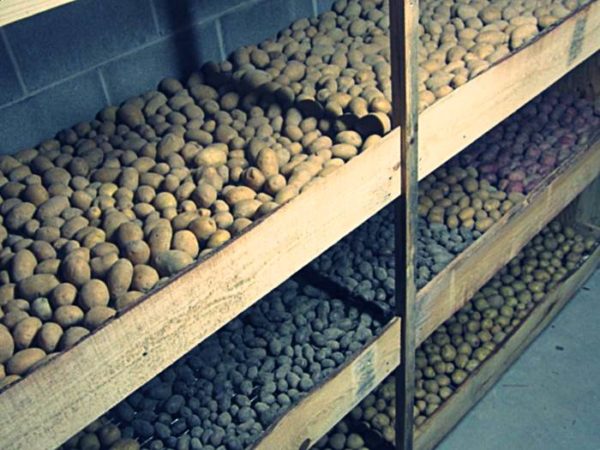 Stockage des pommes de terre