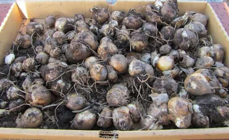 pag-iimbak ng mga bombilya ng hyacinth
