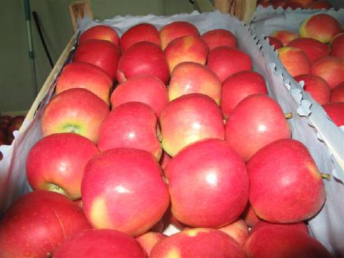 Stockage des pommes Topaz
