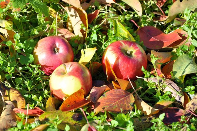 Lagerung von Welsey-Äpfeln