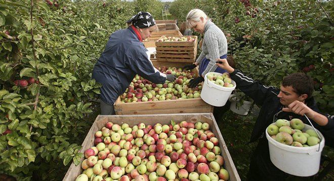 Skladování jablek