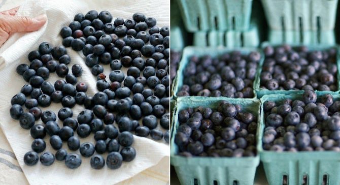 Storing blueberries