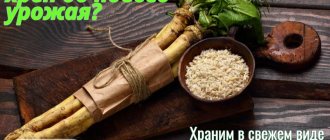 There are several ways to store horseradish at home.