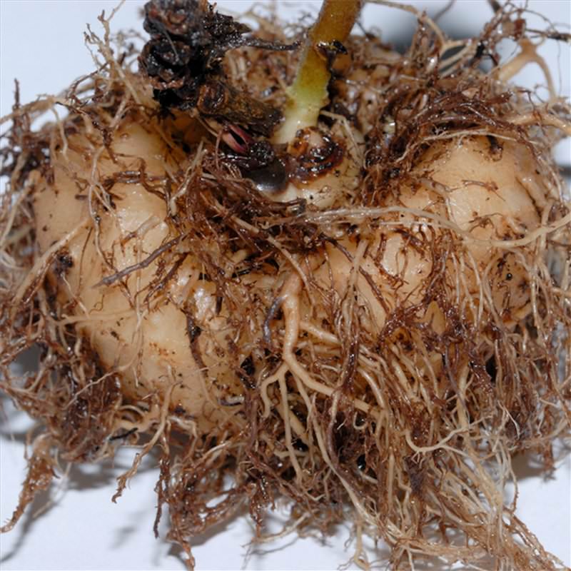 Anda boleh menyimpan ubi gloxinia (tanaman dewasa) terus di dalam bekas