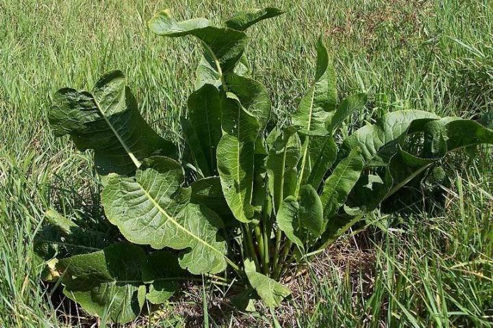 Horseradish ordinary - growing and care in the open field