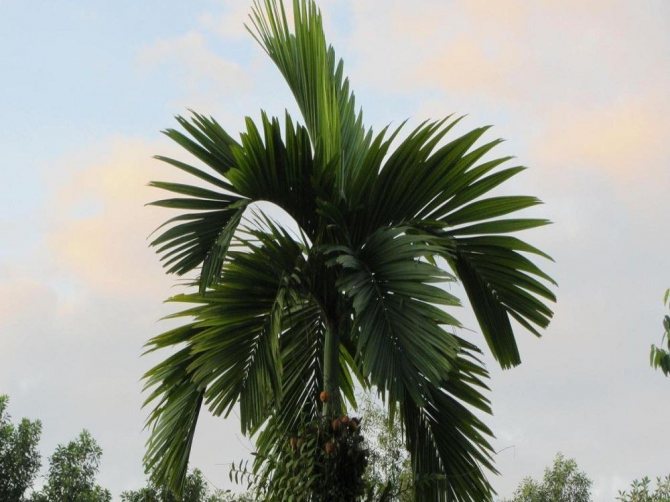 Chrysalidocarpus catechu