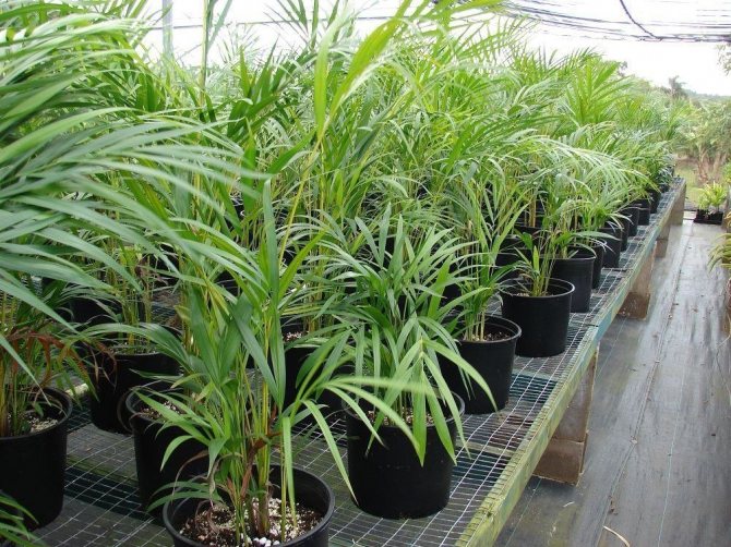 Chrysalidocarpus gulaktig