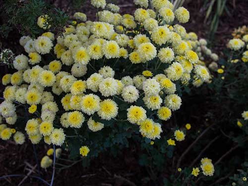 Small-flowered garden chrysanthemum: planting and care