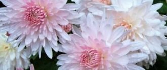 Chrysanthemum Apple pamumulaklak