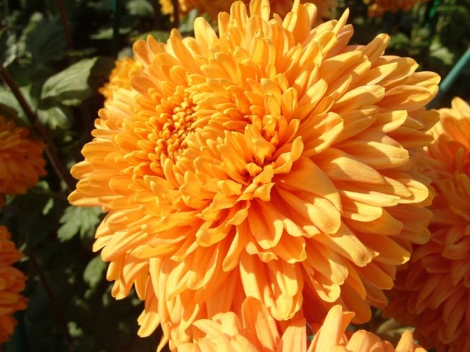 Chrysanthemum Golden Orpheus