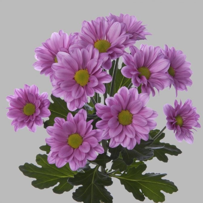 Chrysanthemums Amadeus