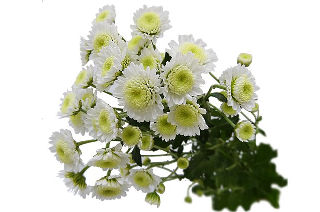 Chrysanthemen White Stalion