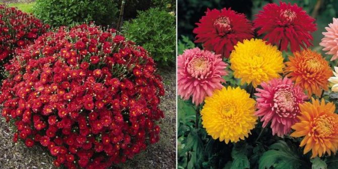 Chrysanthemums and asters