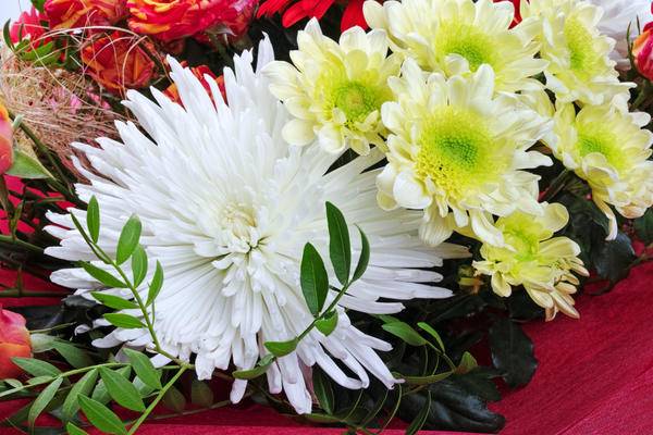 Les chrysanthèmes d'un bouquet peuvent être multipliés par boutures